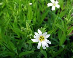 Attēlu rezultāti vaicājumam “Stellaria holostea”