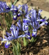 Attēlu rezultāti vaicājumam “Iris reticulata”