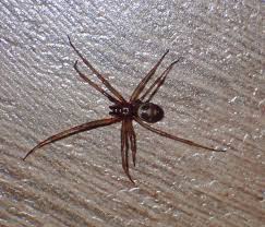 Attēlu rezultāti vaicājumam “Steatoda grossa”