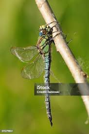 Attēlu rezultāti vaicājumam “Brachytron pratense”