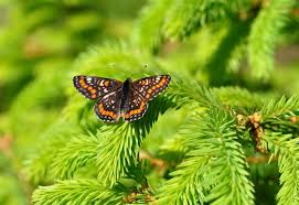 Attēlu rezultāti vaicājumam “Euphydryas maturna”