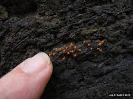Attēlu rezultāti vaicājumam “Hemitrichia decipiens young”