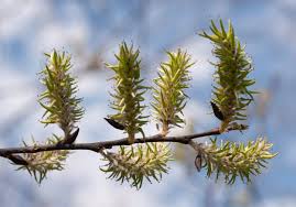 Attēlu rezultāti vaicājumam “Salix cinerea”