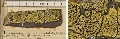 Attēlu rezultāti vaicājumam “Rhizocarpon geographicum”