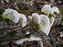 Attēlu rezultāti vaicājumam “Trametes”