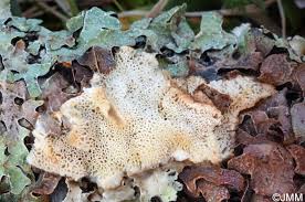 Attēlu rezultāti vaicājumam “Postia undosa”