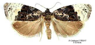 Attēlu rezultāti vaicājumam “Apotomis betuletana”