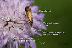 Attēlu rezultāti vaicājumam “Nemophora metallica”