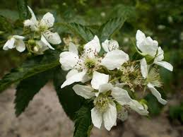 Attēlu rezultāti vaicājumam “Rubus caesius flower”