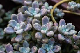 Attēlu rezultāti vaicājumam “Crassulaceae”