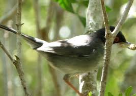 Image result for Sylvia sarda