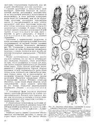 Attēlu rezultāti vaicājumam “Leiocolea rutheana”