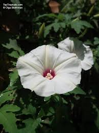 Attēlu rezultāti vaicājumam “Diachea dictyospora (syn. Craterium dictyosporum) stalked”