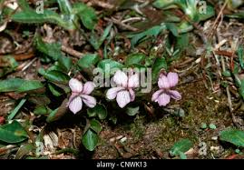 Attēlu rezultāti vaicājumam “Viola rupestris leaf”