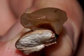 Attēlu rezultāti vaicājumam “Ceratiomyxa morchella”