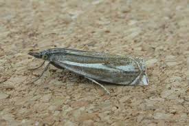 Attēlu rezultāti vaicājumam “Crambus lathoniellus”