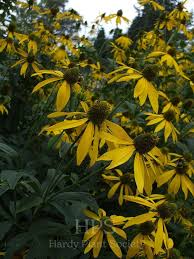 Attēlu rezultāti vaicājumam “Achillea salicifolia flower”