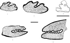 Attēlu rezultāti vaicājumam “Lepus sp.”