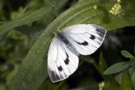 Attēlu rezultāti vaicājumam “Pieris brassicae female”