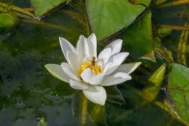 Attēlu rezultāti vaicājumam “Nymphaea candida”