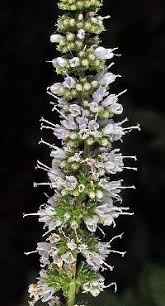 Attēlu rezultāti vaicājumam “Mentha spicata flower”