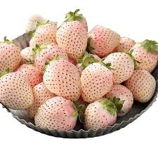 Attēlu rezultāti vaicājumam “Fragaria viridis fruit”