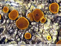 Attēlu rezultāti vaicājumam “Caloplaca scopularis”