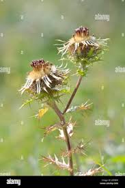 Attēlu rezultāti vaicājumam “Carlina vulgaris flower”