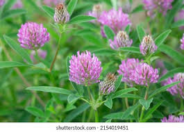 Attēlu rezultāti vaicājumam “Trifolium spadiceum flower”