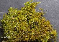 Attēlu rezultāti vaicājumam “Campylium chrysophyllum”