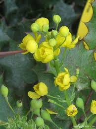 Attēlu rezultāti vaicājumam “Mahonia aquifolium flower”