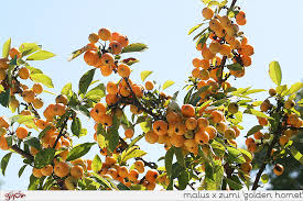 Attēlu rezultāti vaicājumam “Malus x zumi”