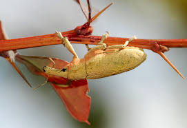 Image result for Coleoptera Curculionoidea