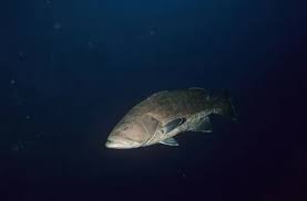 Image result for Epinephelus marginatus