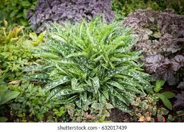 Attēlu rezultāti vaicājumam “Pulmonaria saccharata leaf”