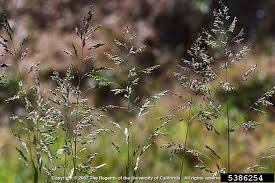 Attēlu rezultāti vaicājumam “Poa trivialis”