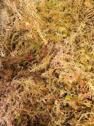 Attēlu rezultāti vaicājumam “Sphagnum platyphyllum”