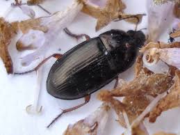 Attēlu rezultāti vaicājumam “Amara sp.”