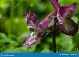 Attēlu rezultāti vaicājumam “Corydalis cava leaf”