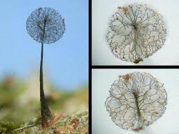 Attēlu rezultāti vaicājumam “Comatricha ellae spores”