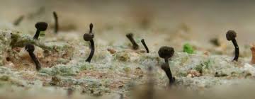 Attēlu rezultāti vaicājumam “Chaenotheca brunneola”