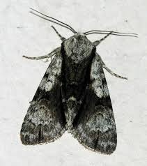 Attēlu rezultāti vaicājumam “Acronicta alni”