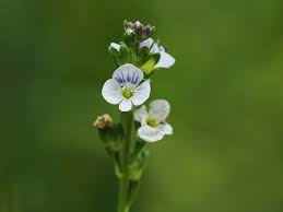 Attēlu rezultāti vaicājumam “Veronica serpyllifolia bud”