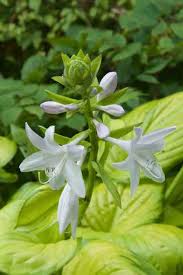 Attēlu rezultāti vaicājumam “Hosta sp. flower”