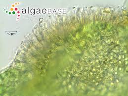Attēlu rezultāti vaicājumam “Lemanea fluviatilis”