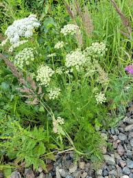 Attēlu rezultāti vaicājumam “Selinum carvifolia”