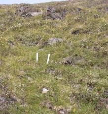 Attēlu rezultāti vaicājumam “Trichophorum cespitosum fruit”