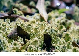 Attēlu rezultāti vaicājumam “Sphagnum palustre”