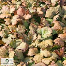 Attēlu rezultāti vaicājumam “Waldsteinia geoides”