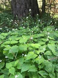 Attēlu rezultāti vaicājumam “Circaea alpina flower”